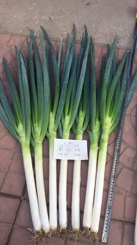 东岳大葱