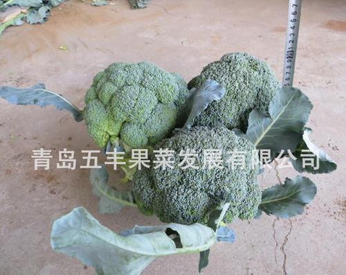 五丰一号