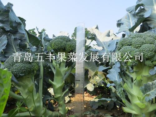 超绿一号
