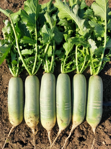 超 绿 （青萝卜）