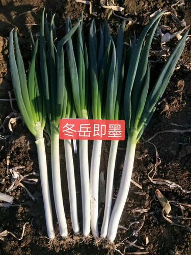 冬岳即墨