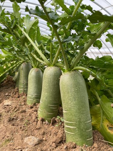 秋 玉 (好吃的--青萝卜)